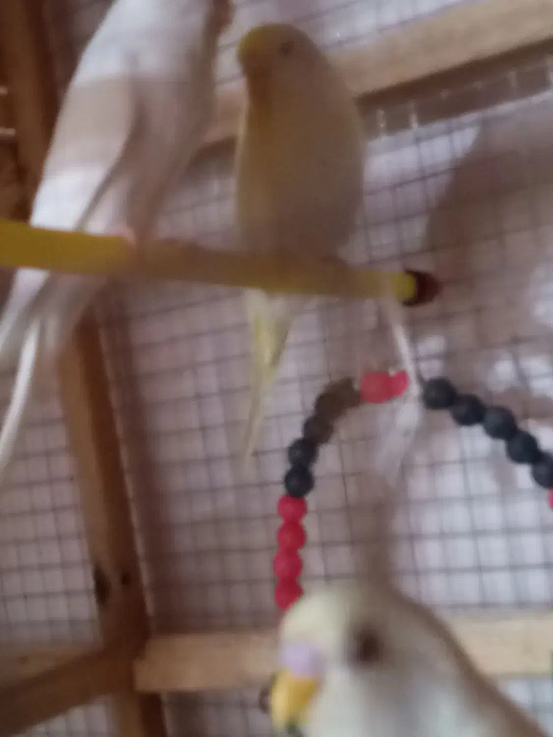 مرغ عشق|پرنده|امیدیه, |دیوار