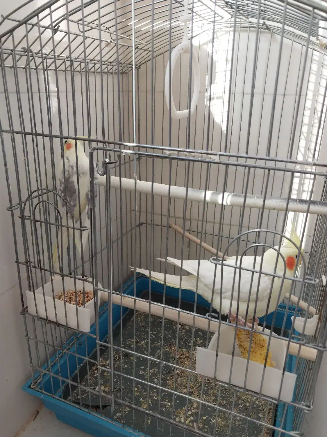 عروس هلندی|پرنده|اراک, |دیوار