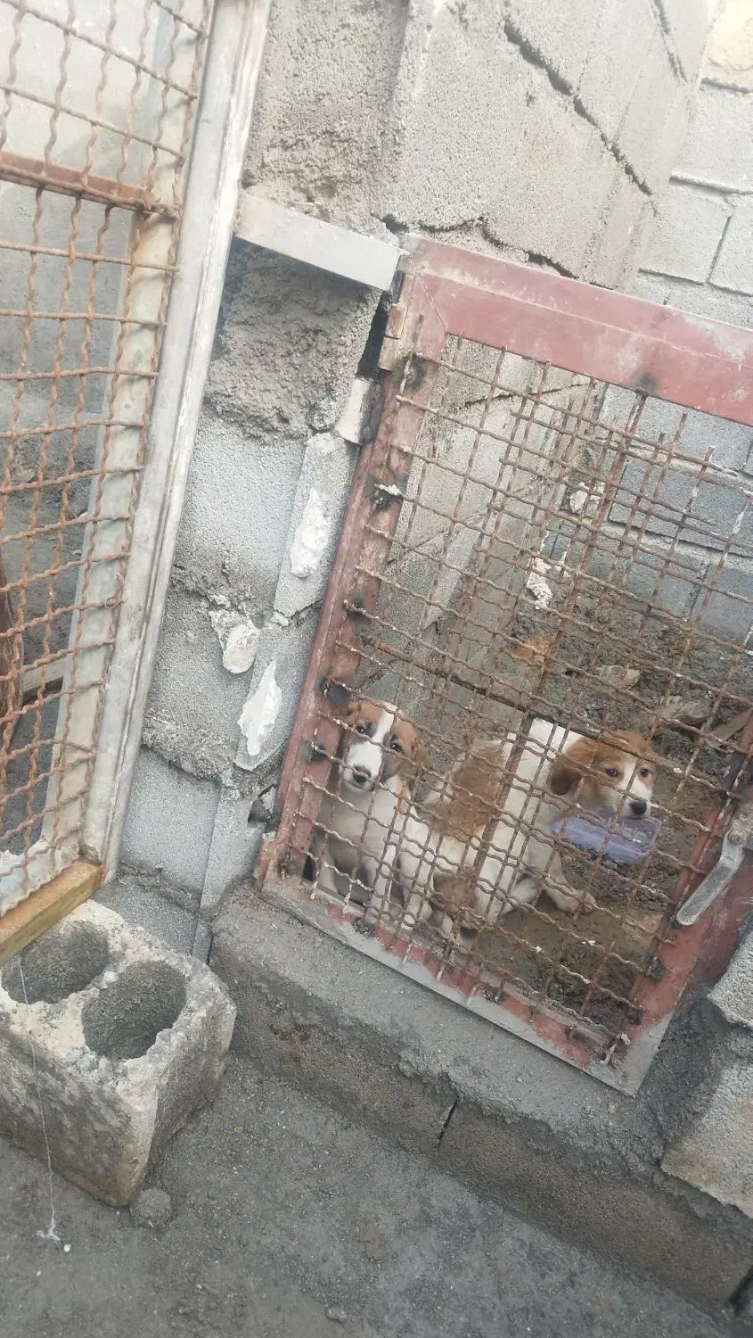 توله سگ نگهبان|سگ|سرپل ذهاب, |دیوار