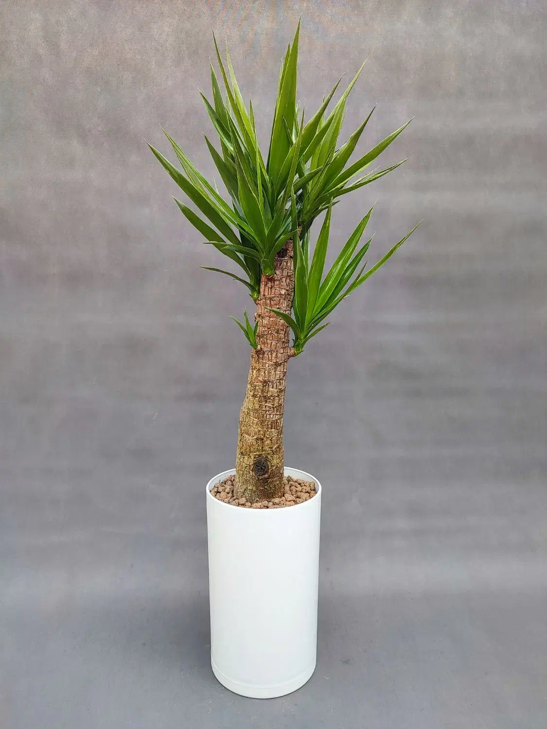 نخل یوکا، ۷۵ درصد تخفیف/ بدون گلدان|گل و گیاه طبیعی|تهران, صادقیه|دیوار