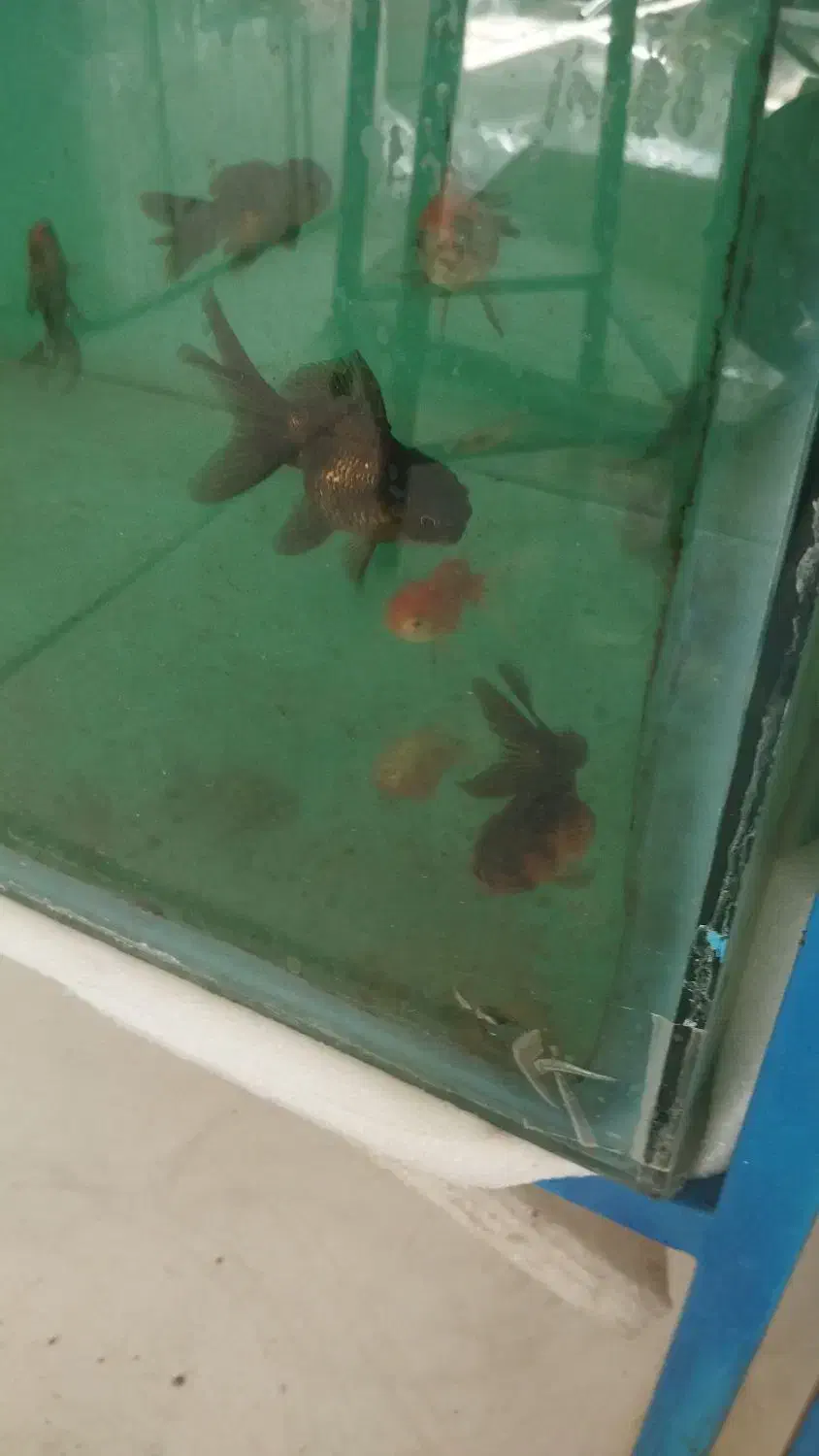 انواع ماهی گوشتخوار وگیاهخوار|ماهی|ایلام, |دیوار