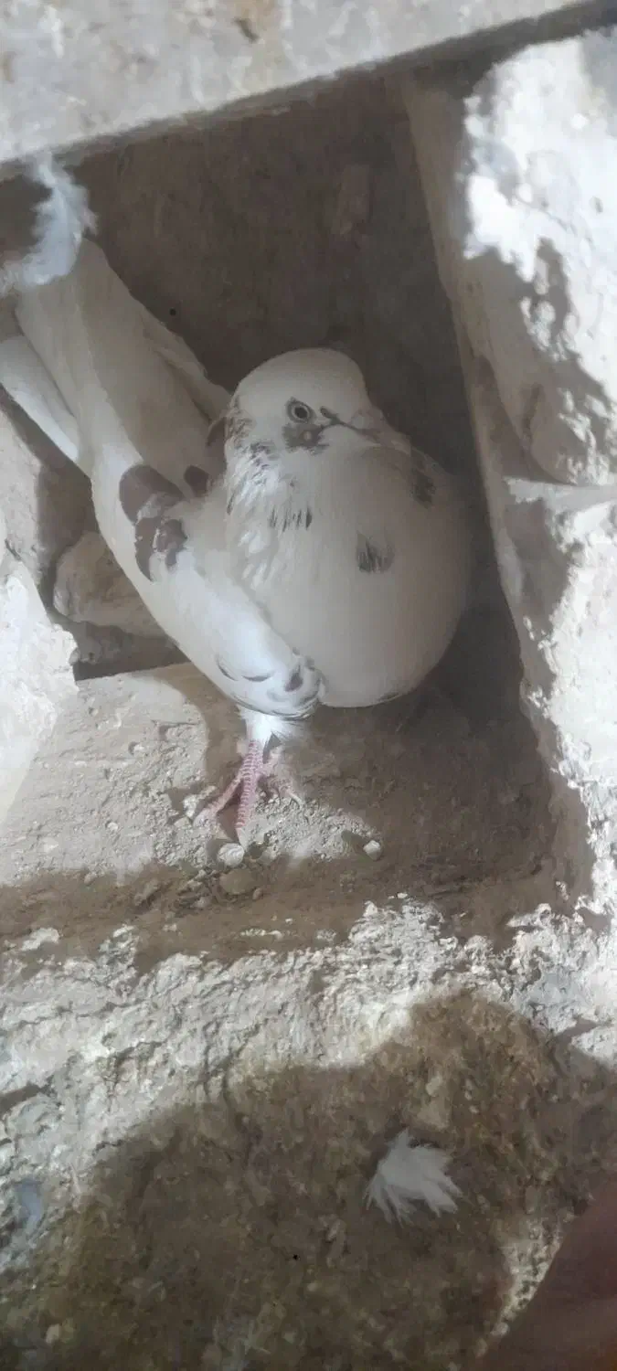 کبوتر|پرنده|سلطانیه, |دیوار