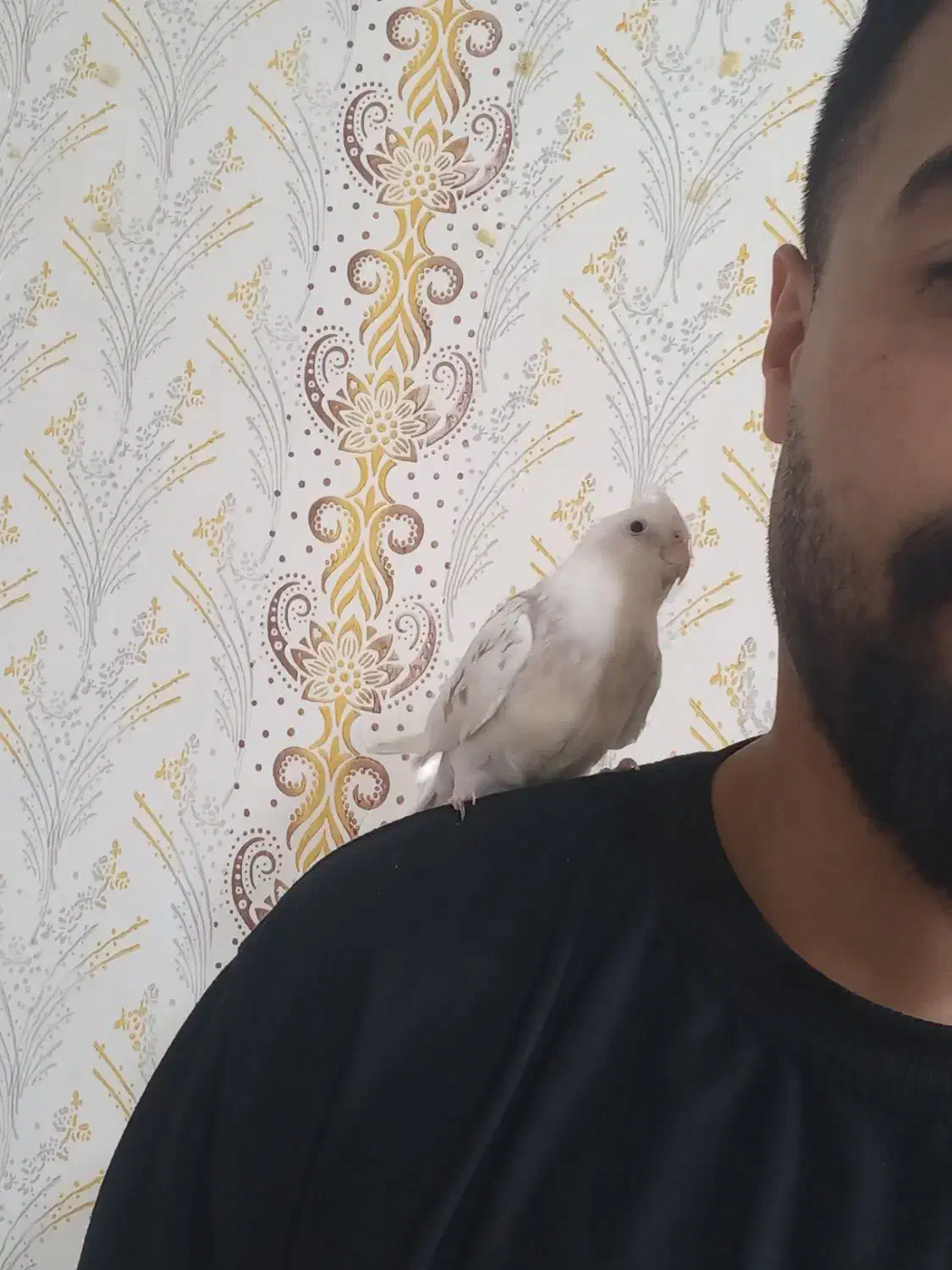 عروس هلندی|پرنده|شیراز, شریفآباد|دیوار