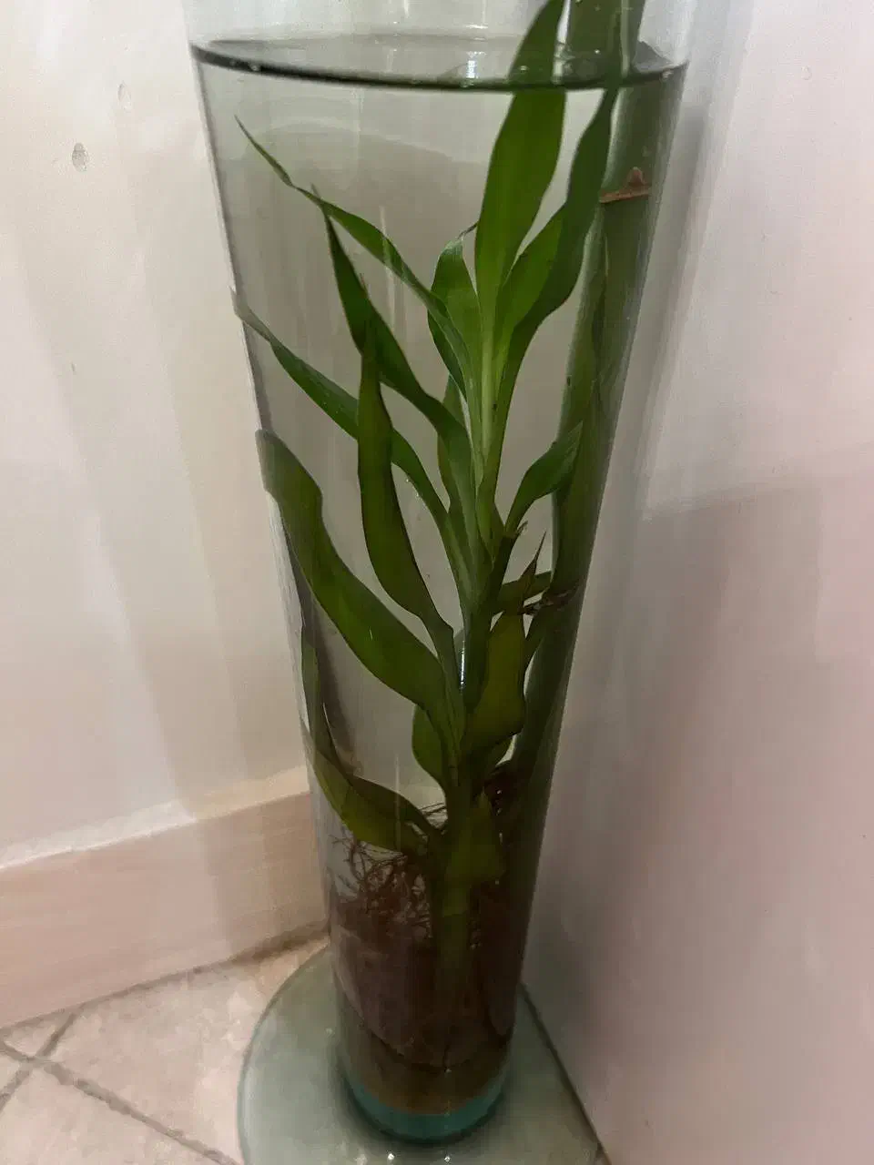 گل بامبو  درخت مو گل رز محمدی و ناز ژاپنی|گل و گیاه طبیعی|تهران, دکتر هوشیار|دیوار