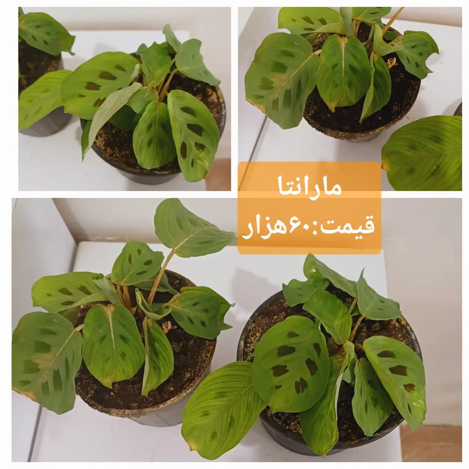 گلهای آپارتمانی|گل و گیاه طبیعی|رشت, پل تالشان|دیوار