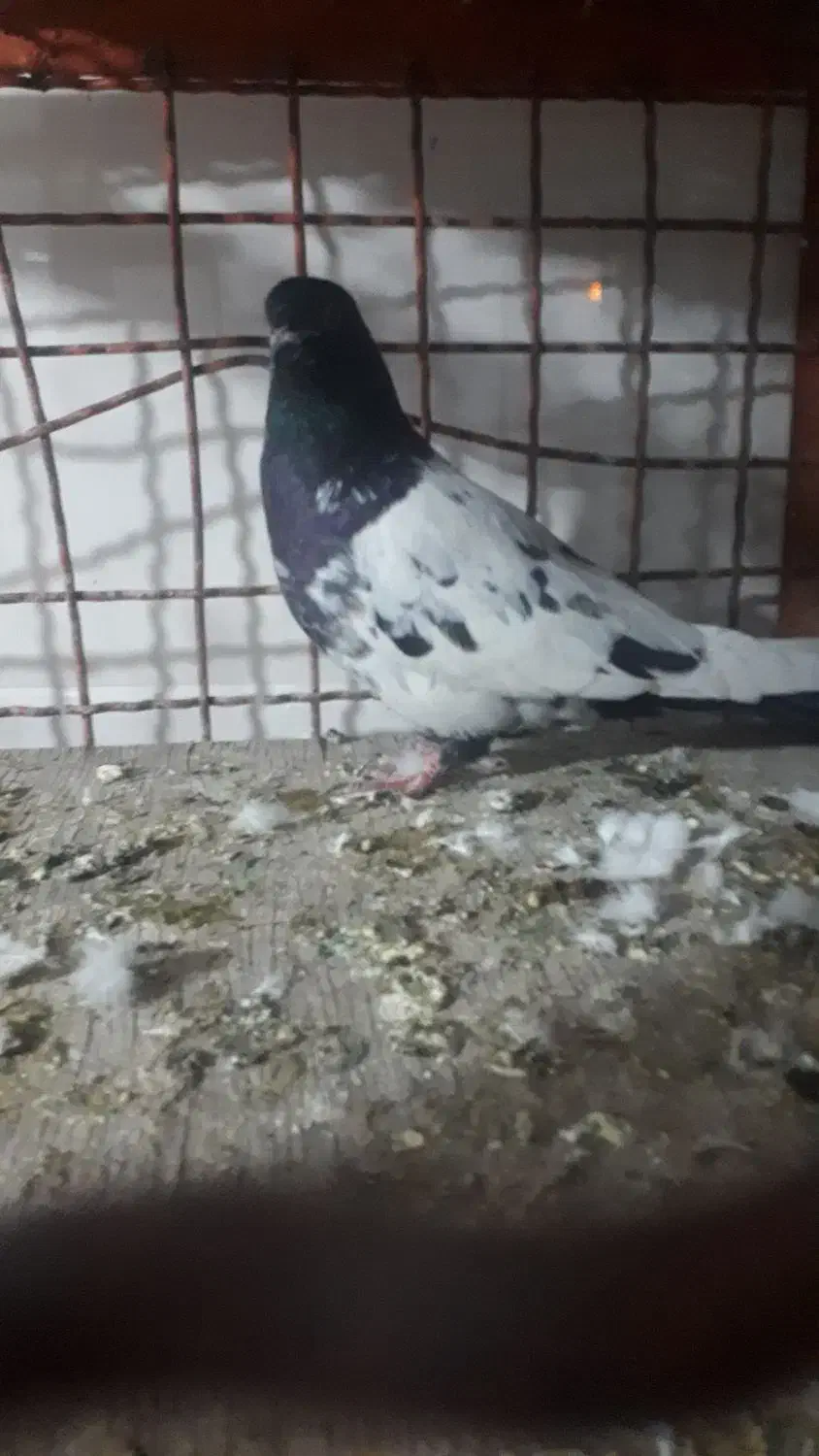 ۴۰۰۰۰۰|پرنده|سریش آباد, |دیوار