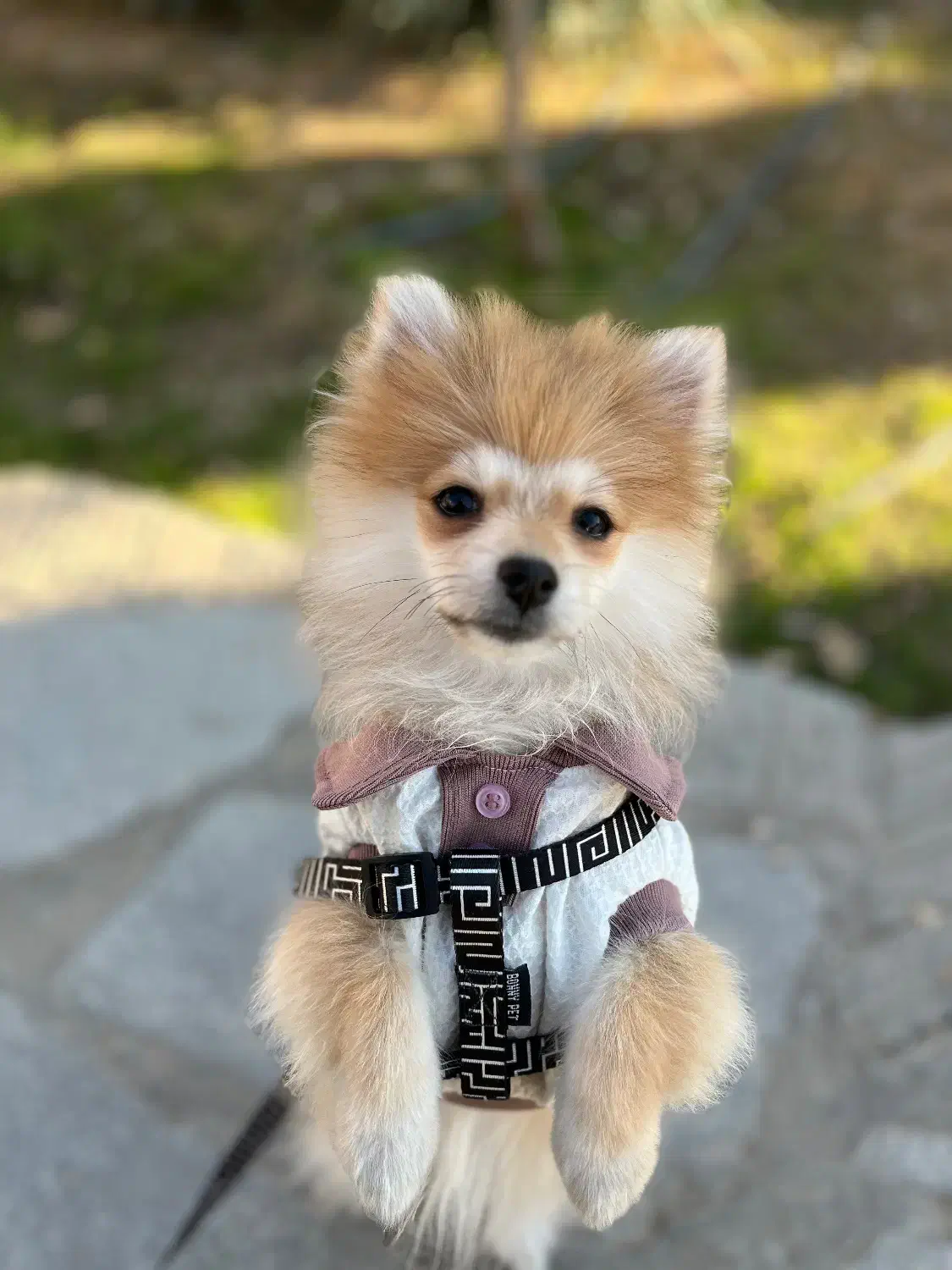 پامرخرسی جنسیت نر|سگ|مشهد, الهیه|دیوار