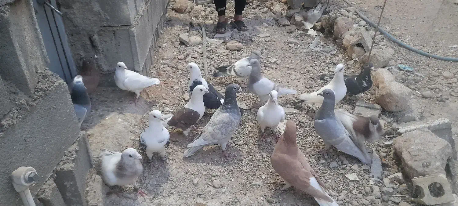 کفتر|پرنده|برازجان, |دیوار