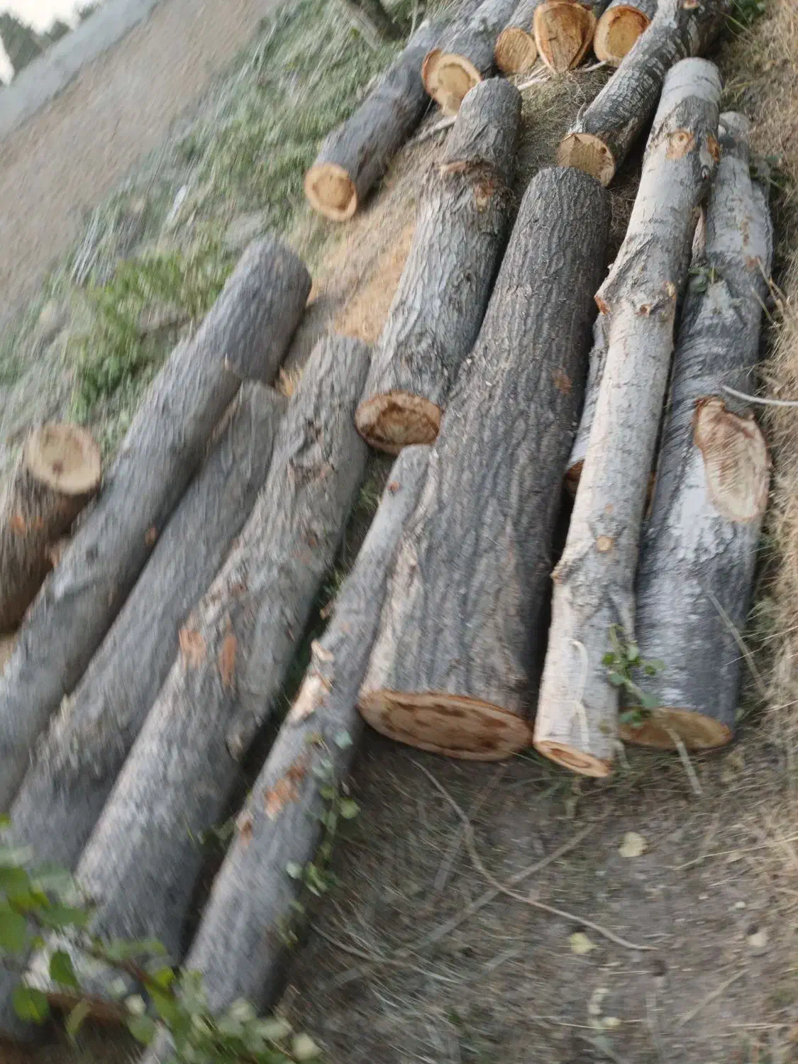 خرید چوب و درخت. میوه ای چنار صنوبر گردو کاج|خدمات باغبانی و درختکاری|کرج, سی متری صنعتکاران|دیوار