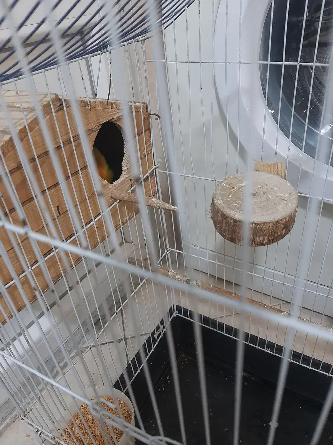 برزیلی جفت|پرنده|تهران, شهرک آزادی|دیوار