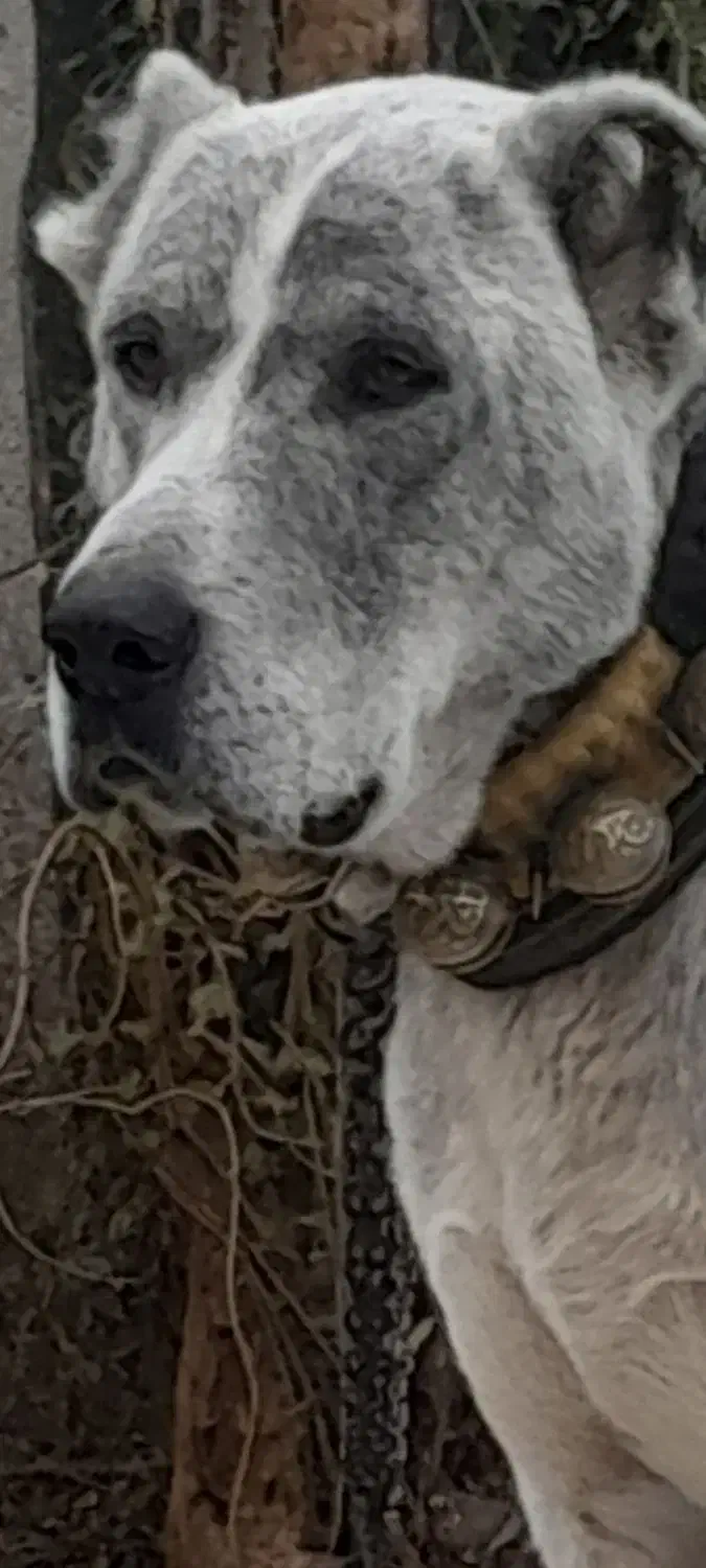 فروش سگ افغان|سگ|گنبد کاووس, |دیوار