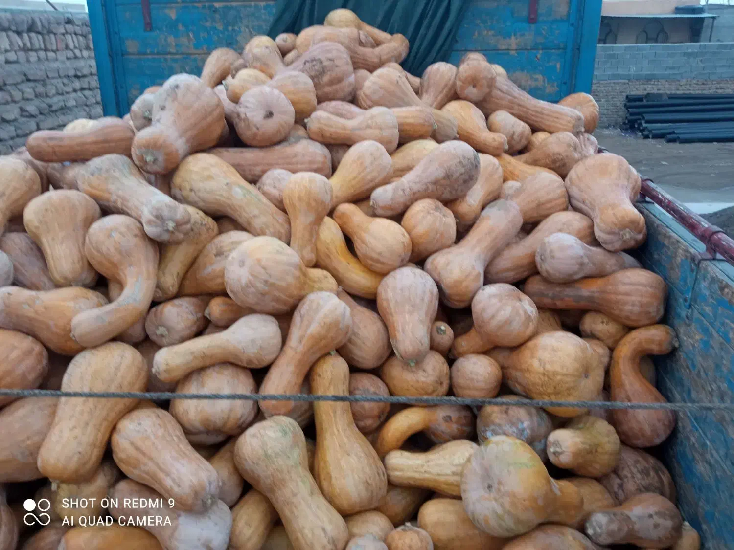 کدو درجه 1و2 همه روزه ارسال به تمام نقاط کشور|خوردنی و آشامیدنی|تربت جام, امام|دیوار
