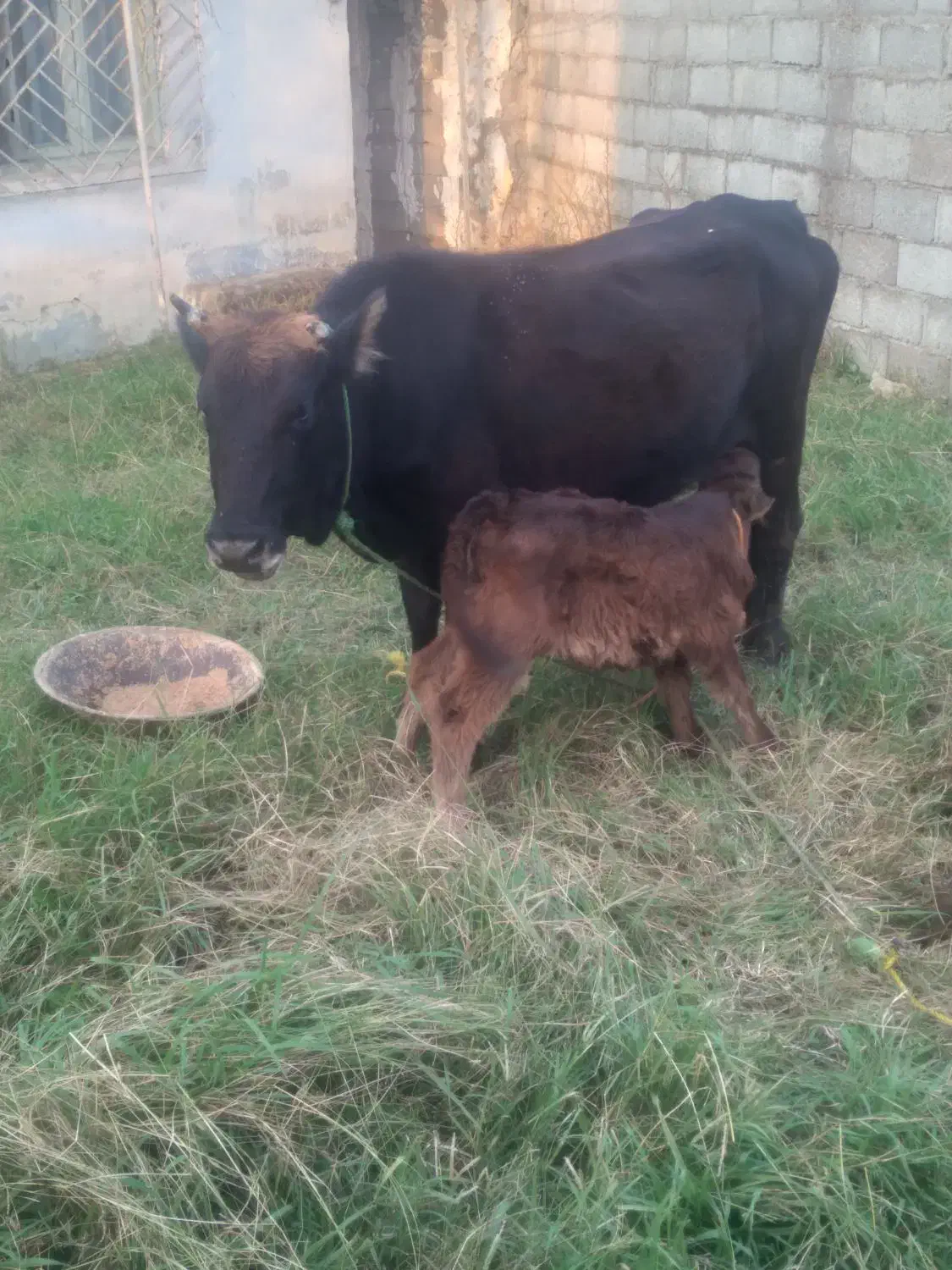 گاو جوان اولین گوساله ۶۸|حیوانات مزرعه|رضوانشهر, |دیوار
