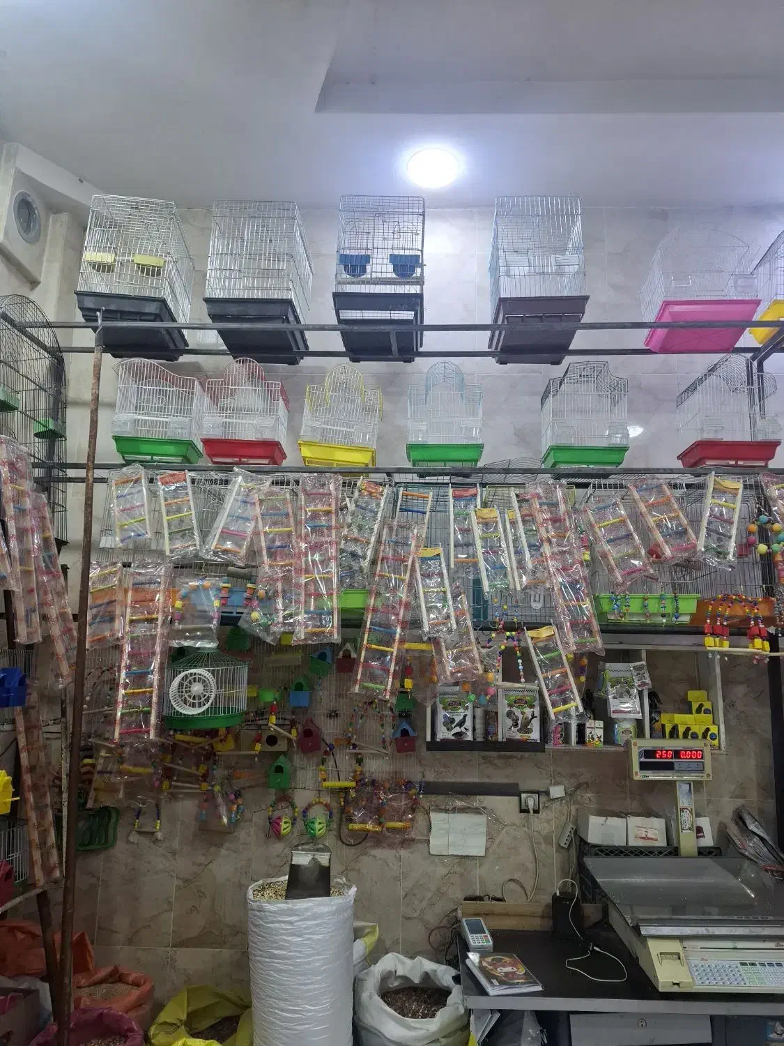 فروش انواع پرنده|پرنده|شهریار, شهریار|دیوار