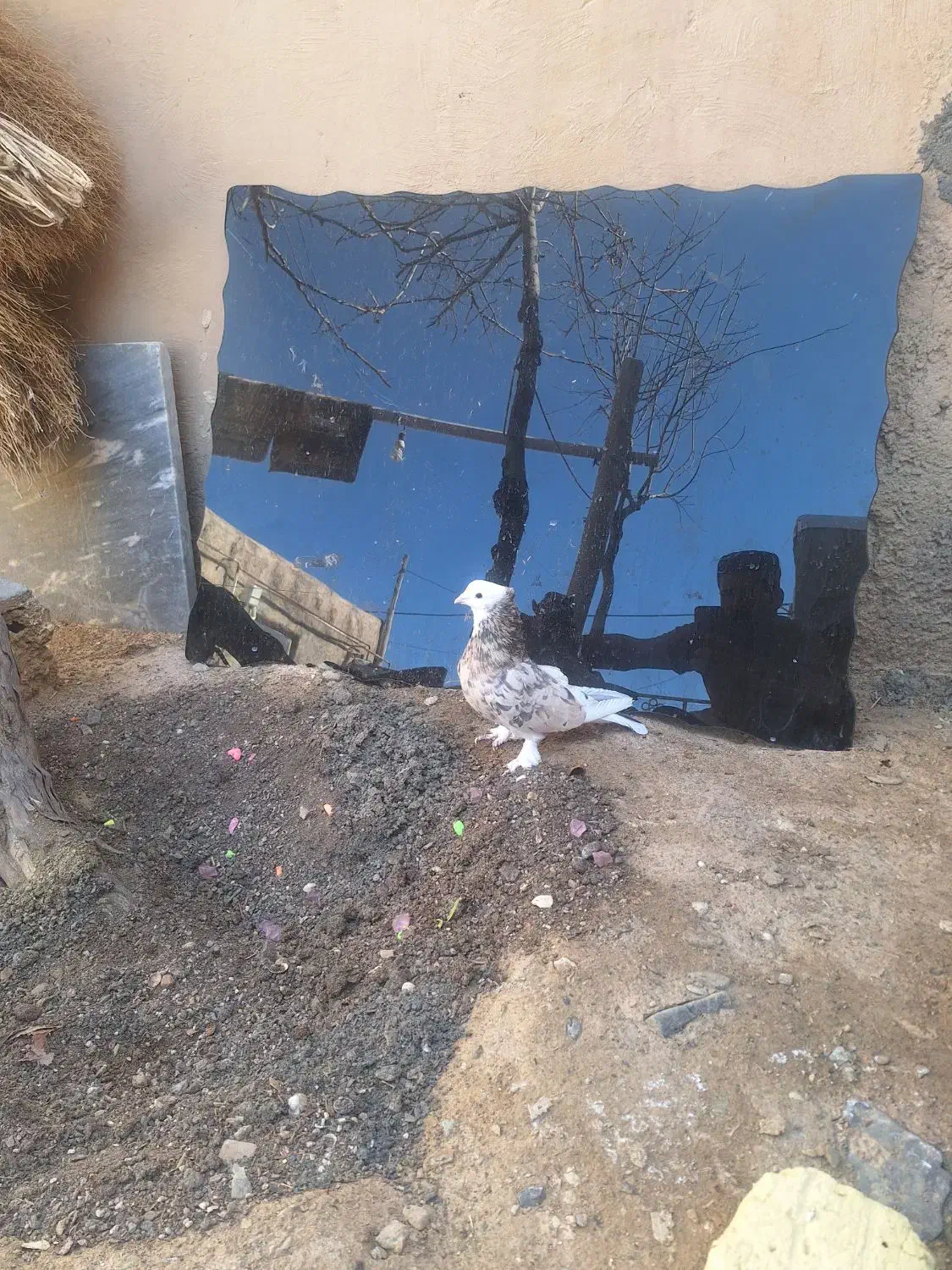 گلی سرور|پرنده|ساروق, |دیوار