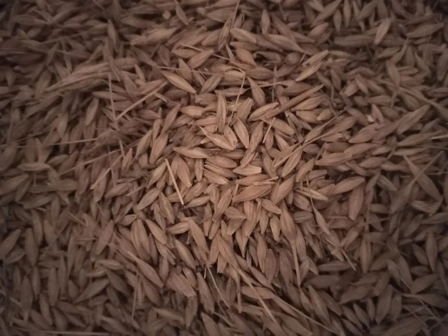 جو کیسه ای|لوازم جانبی حیوانات|گمیشان, |دیوار