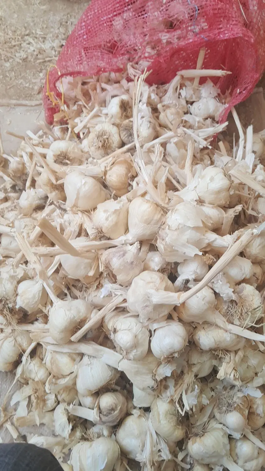 سیرسفید|خوردنی و آشامیدنی|بهار, |دیوار