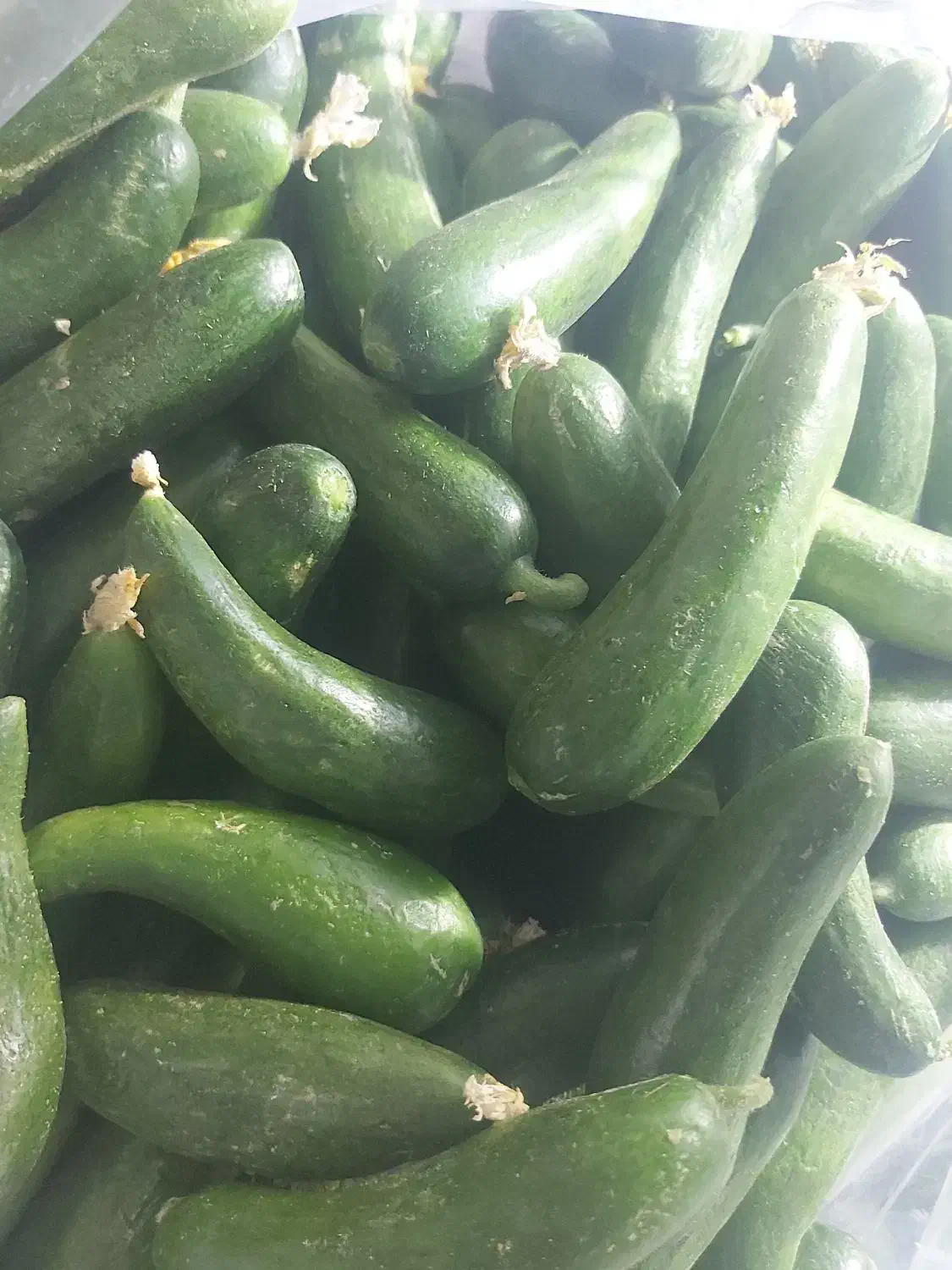 خیار بوته ای محلی|گل و گیاه طبیعی|شیروان (خراسان), |دیوار
