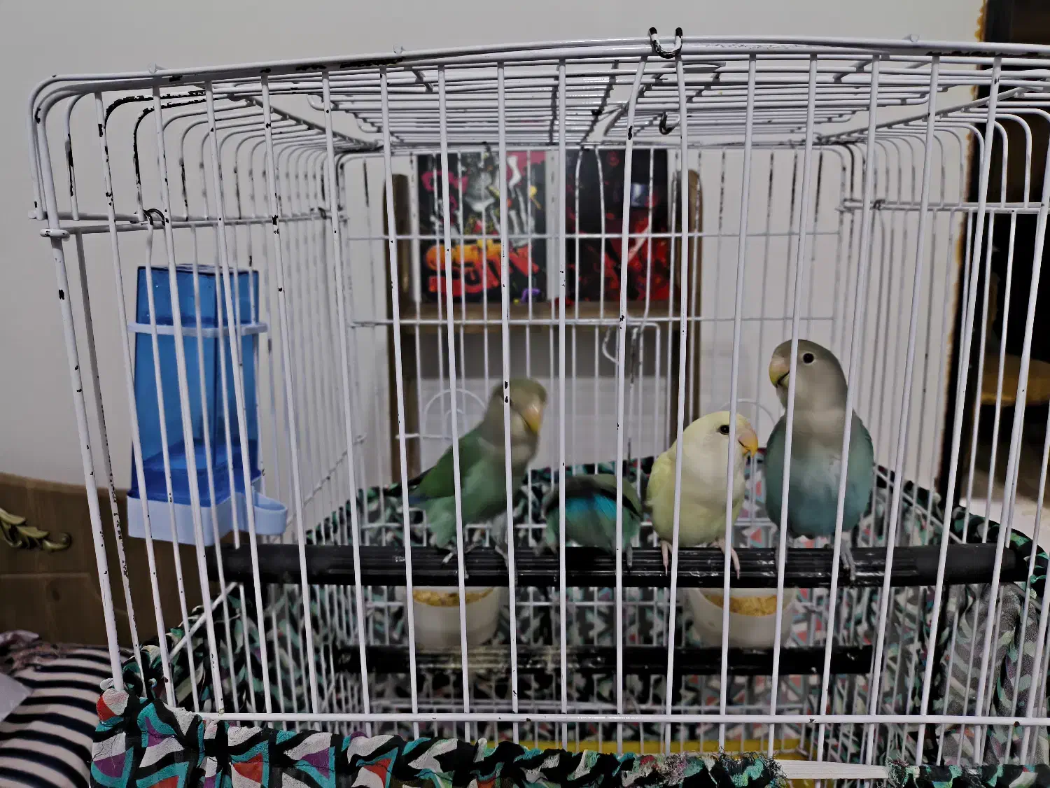 ۳ تا طوطی برزیلی رنگ خاص|پرنده|چمران, |دیوار