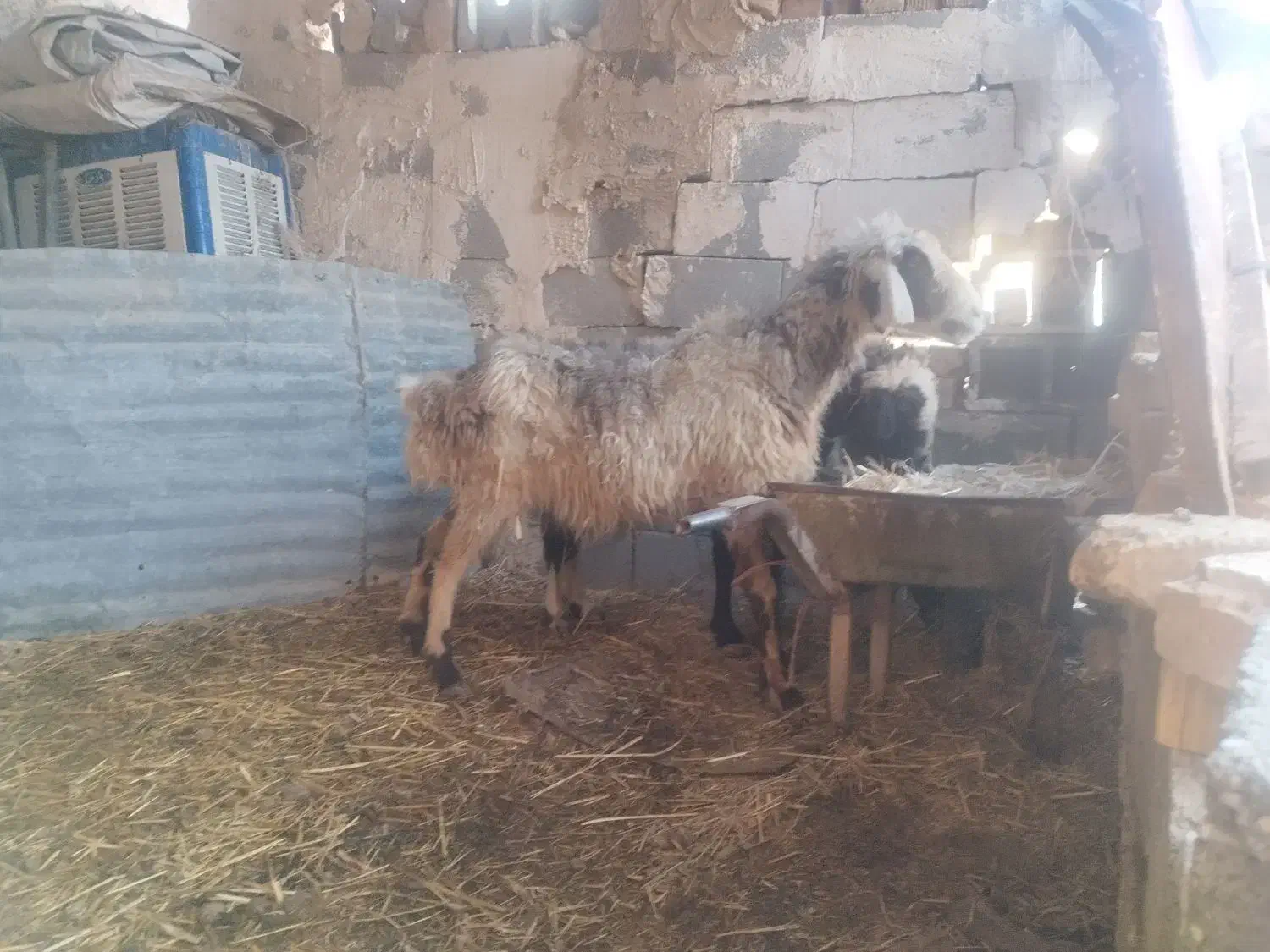 میش|حیوانات مزرعه|مرودشت, کناره|دیوار