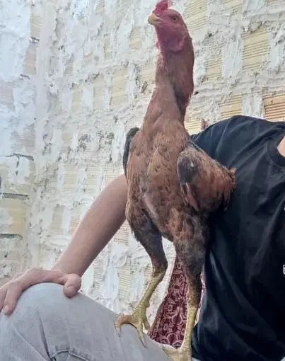 خورس لاری|حیوانات مزرعه|مشگین شهر, |دیوار