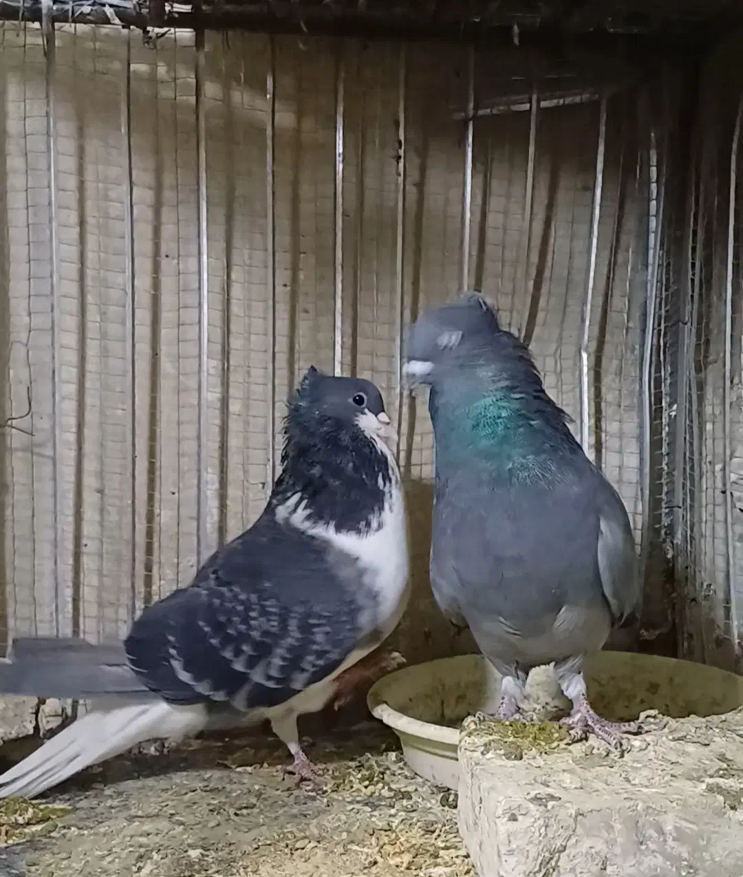 نروماده دمگیر|پرنده|برخوار, |دیوار