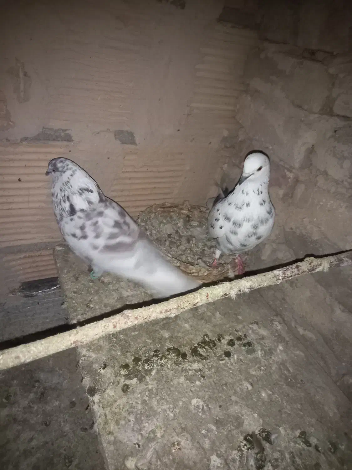 کبوترپرشی|پرنده|پاکدشت, پاکدشت (مامازند)|دیوار