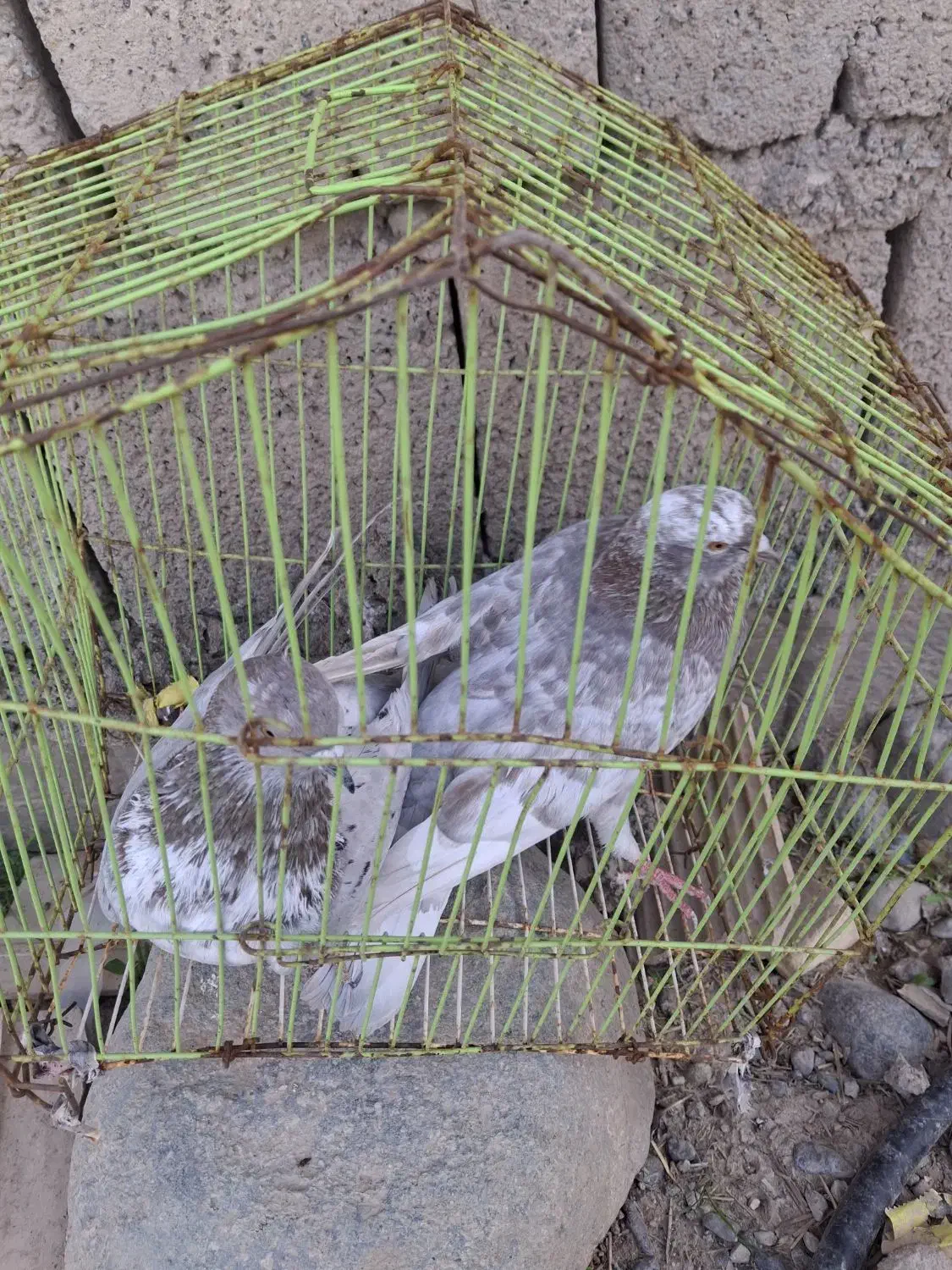 کبوتر گرگی|پرنده|جیرفت, |دیوار