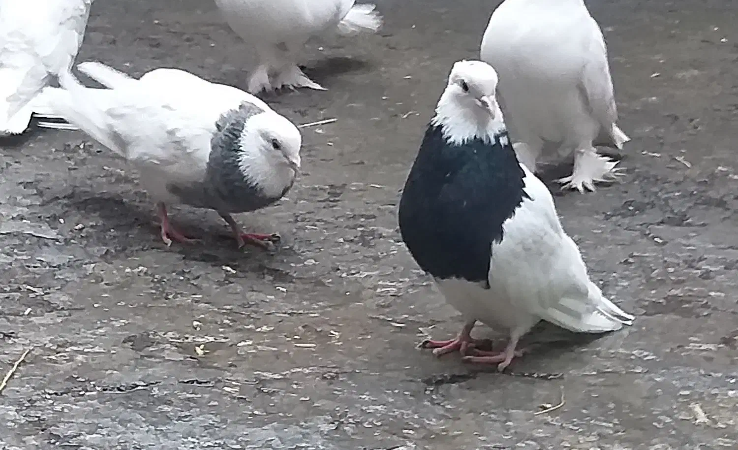 کبوتر|پرنده|تبریز, |دیوار