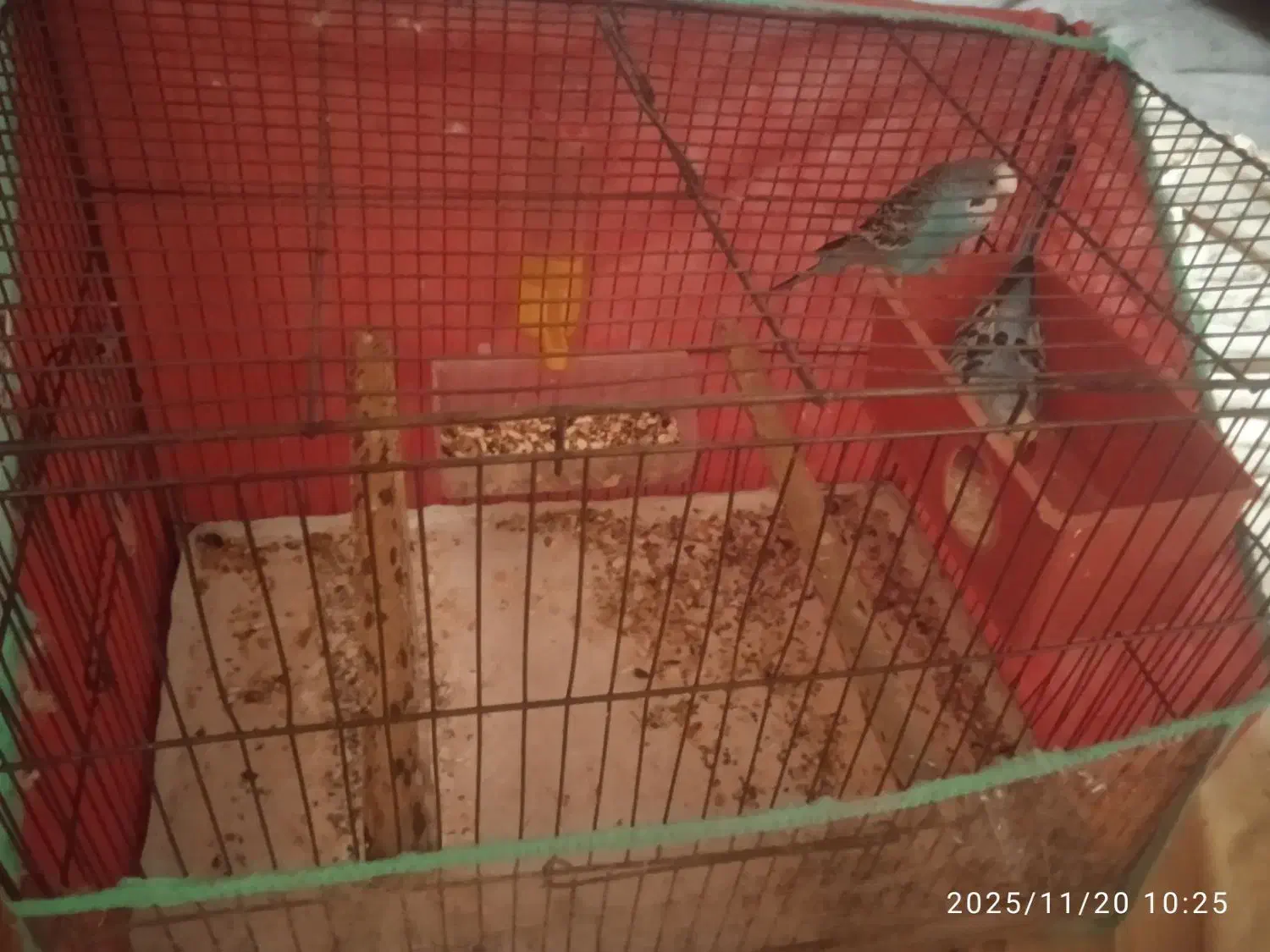 مرغ عشق نر و ماده تخم گذاری|پرنده|کازرون, |دیوار