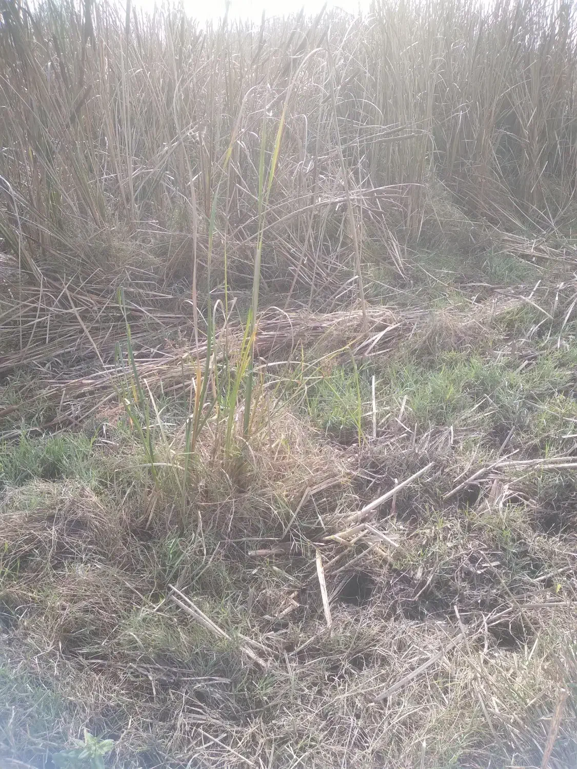 علف تراشی|خدمات باغبانی و درختکاری|لولمان, |دیوار