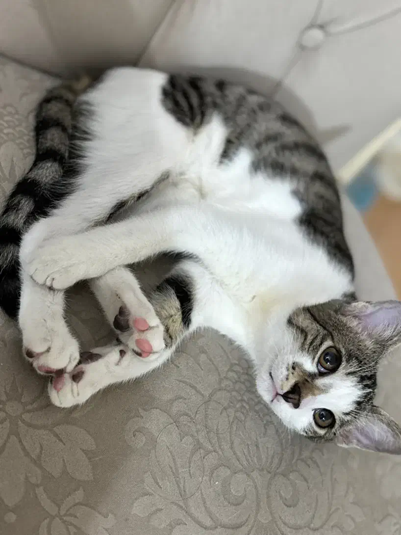 واگذاری گربه نر|گربه|رشت, معلم|دیوار