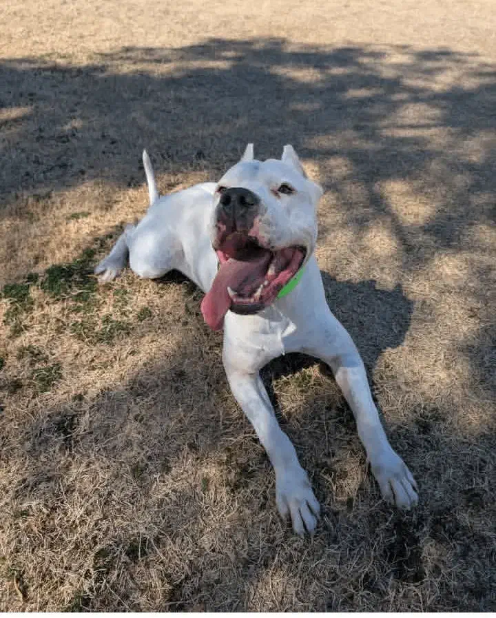 واگذاری دو قلاده سگ نرو ماده (داگو آرژانتینو)|سگ|خرمآباد, |دیوار