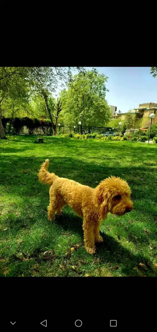 پودل رد|سگ|کرج, گوهردشت|دیوار