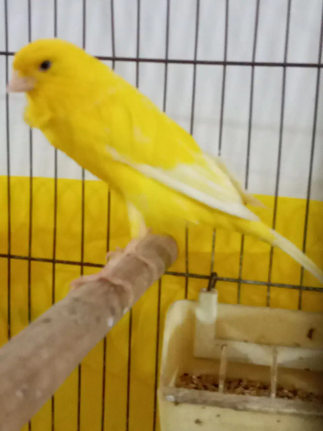 قناری سوپر کشیده بلند نر بخوان|پرنده|رشت, جهاد|دیوار