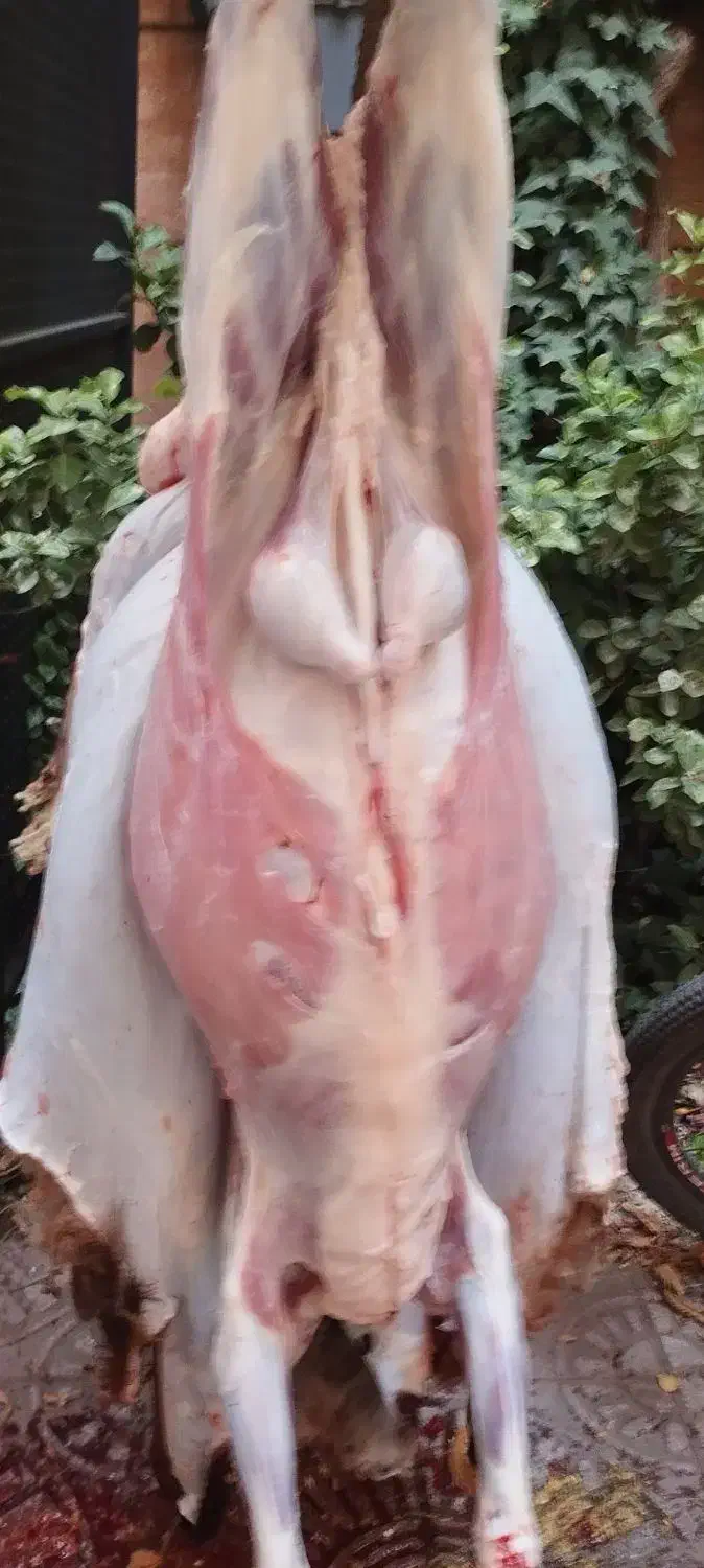 گوسفند قربانی درجه یک|حیوانات مزرعه|همدان, |دیوار