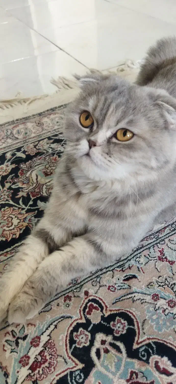 فروش گربه اصیل اسکاتیش ماده|گربه|پردیس, فاز ۱۱|دیوار