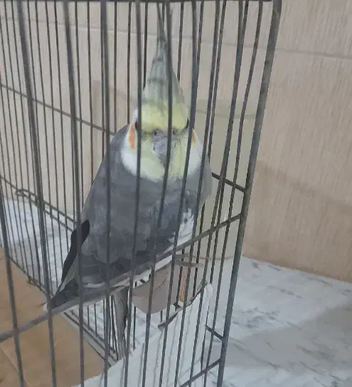 عروس هلندی بالغ|پرنده|فردیس, شهرک وحدت|دیوار