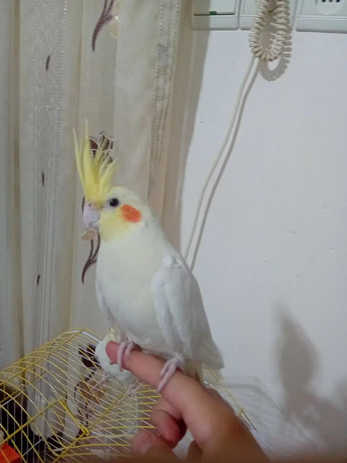 عروس هلندی|پرنده|کلاله, |دیوار