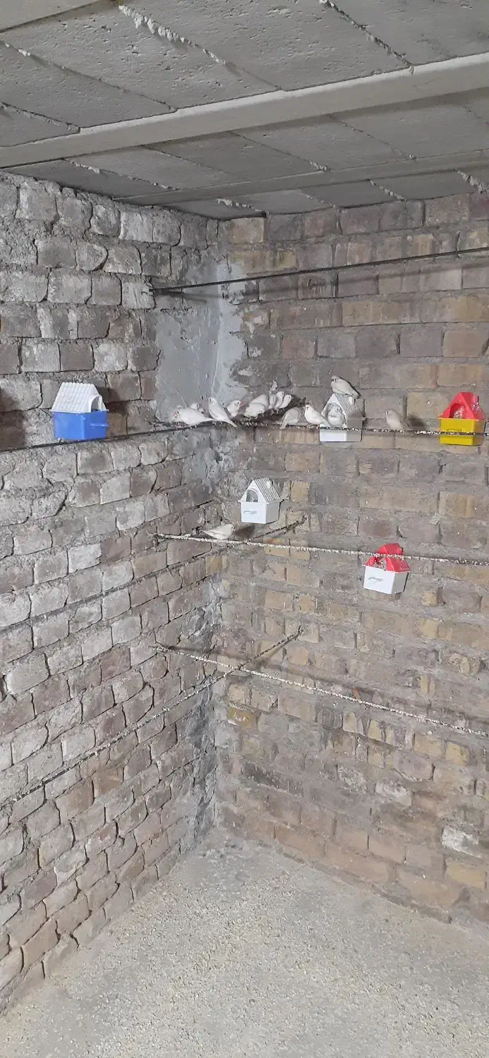 فنچ|پرنده|یزد, |دیوار