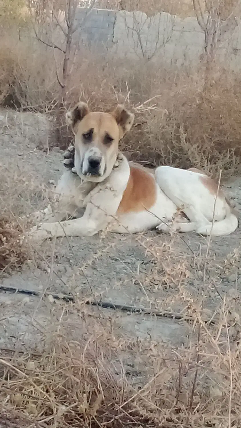 توله ماده خراسانی نگهبان گله|سگ|چناران, |دیوار