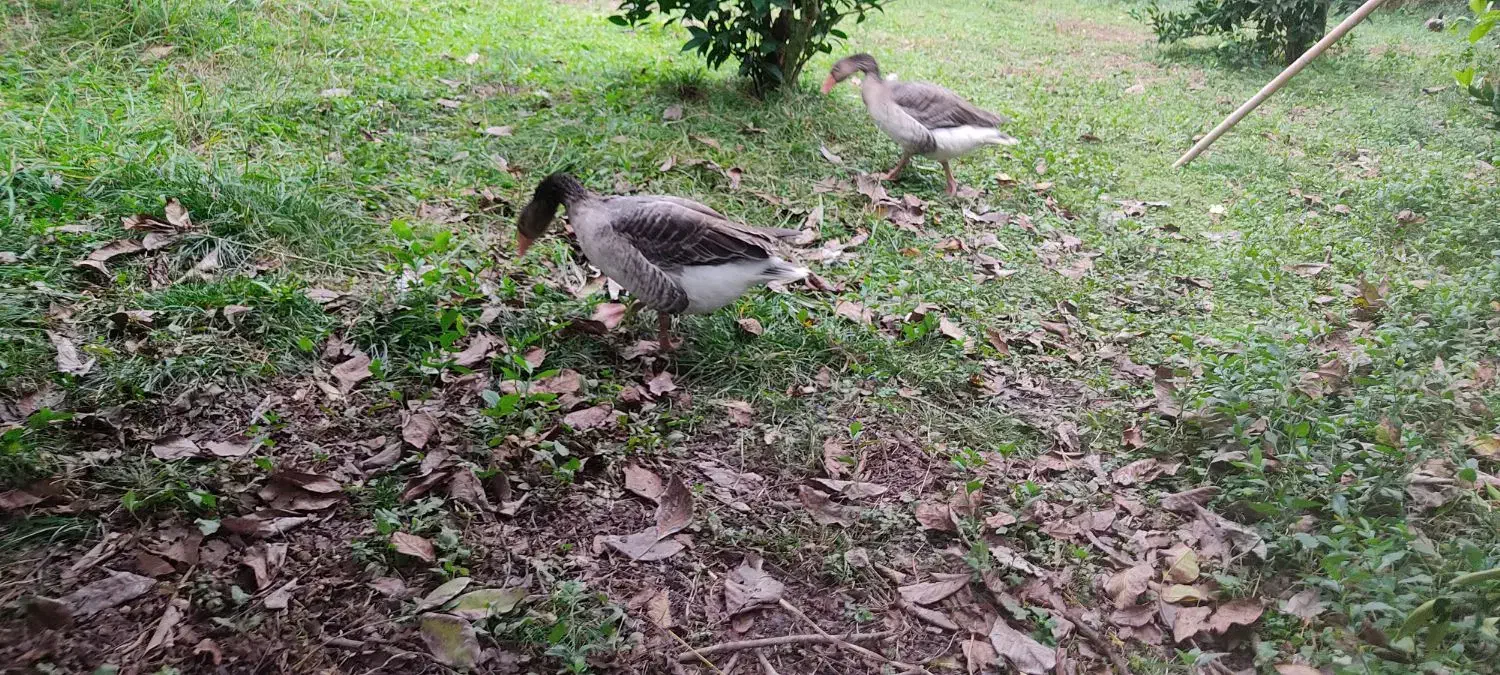 غاز.. محلی ماده تخمگذار|حیوانات مزرعه|فومن, |دیوار