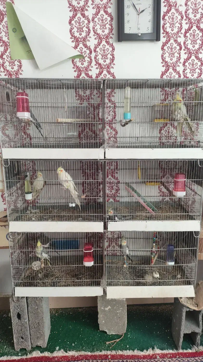 عروس هلندی|پرنده|سنندج, |دیوار