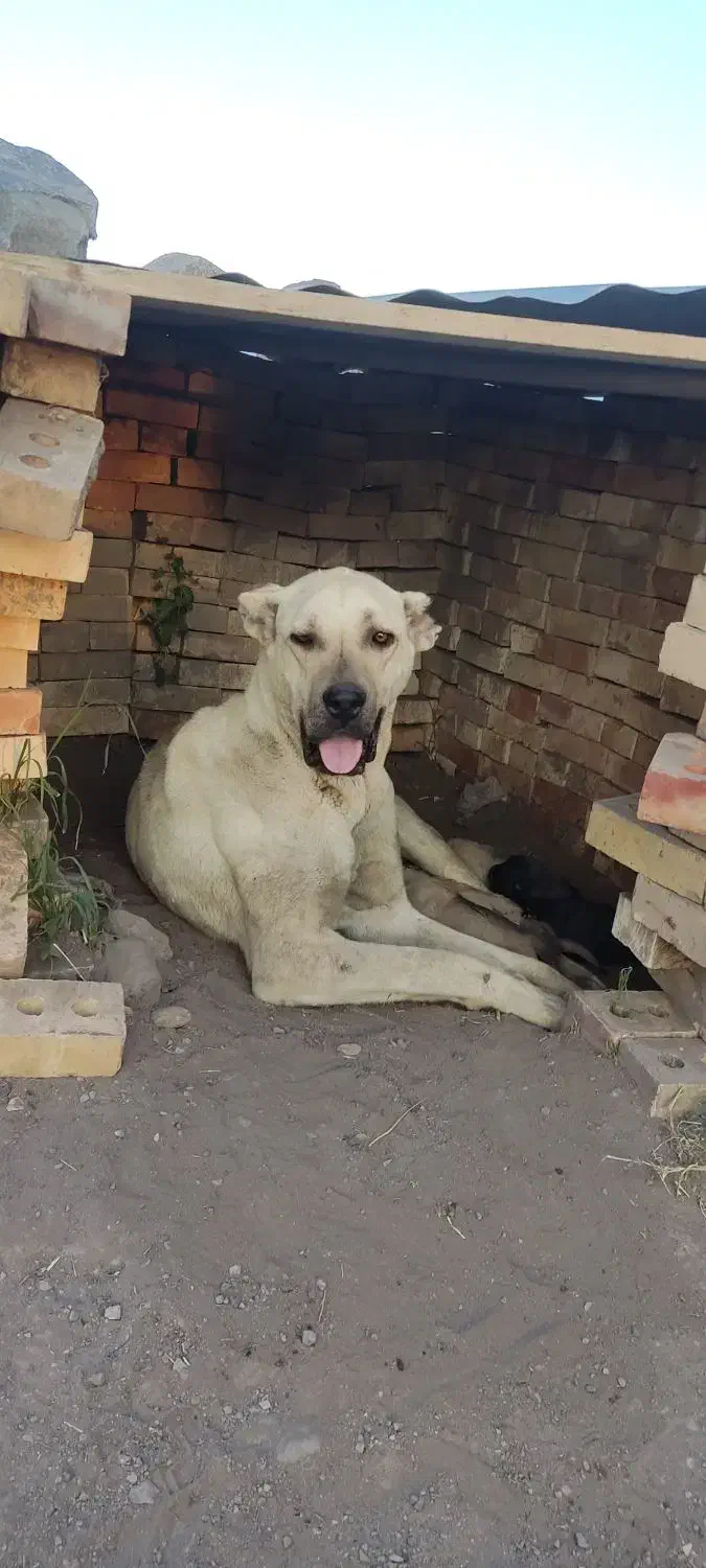 گمشده|حیوانات|سراب, |دیوار