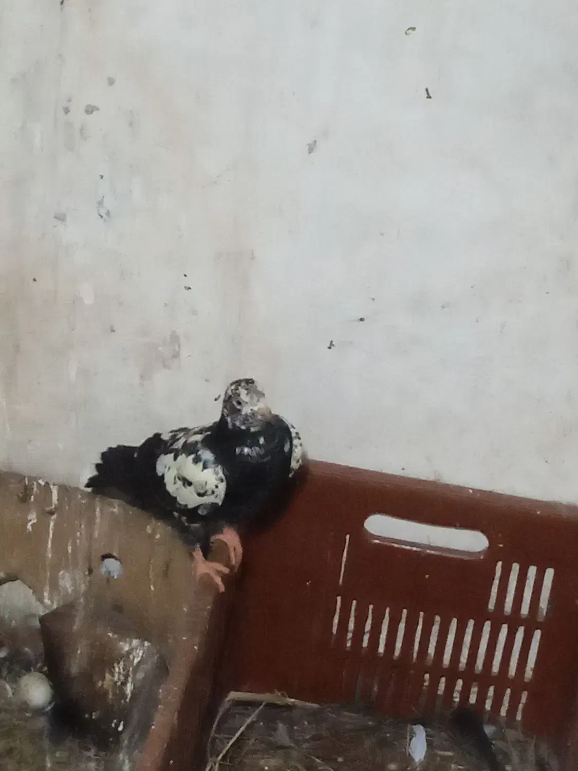 کبوتر دوبر|پرنده|لیسار, |دیوار