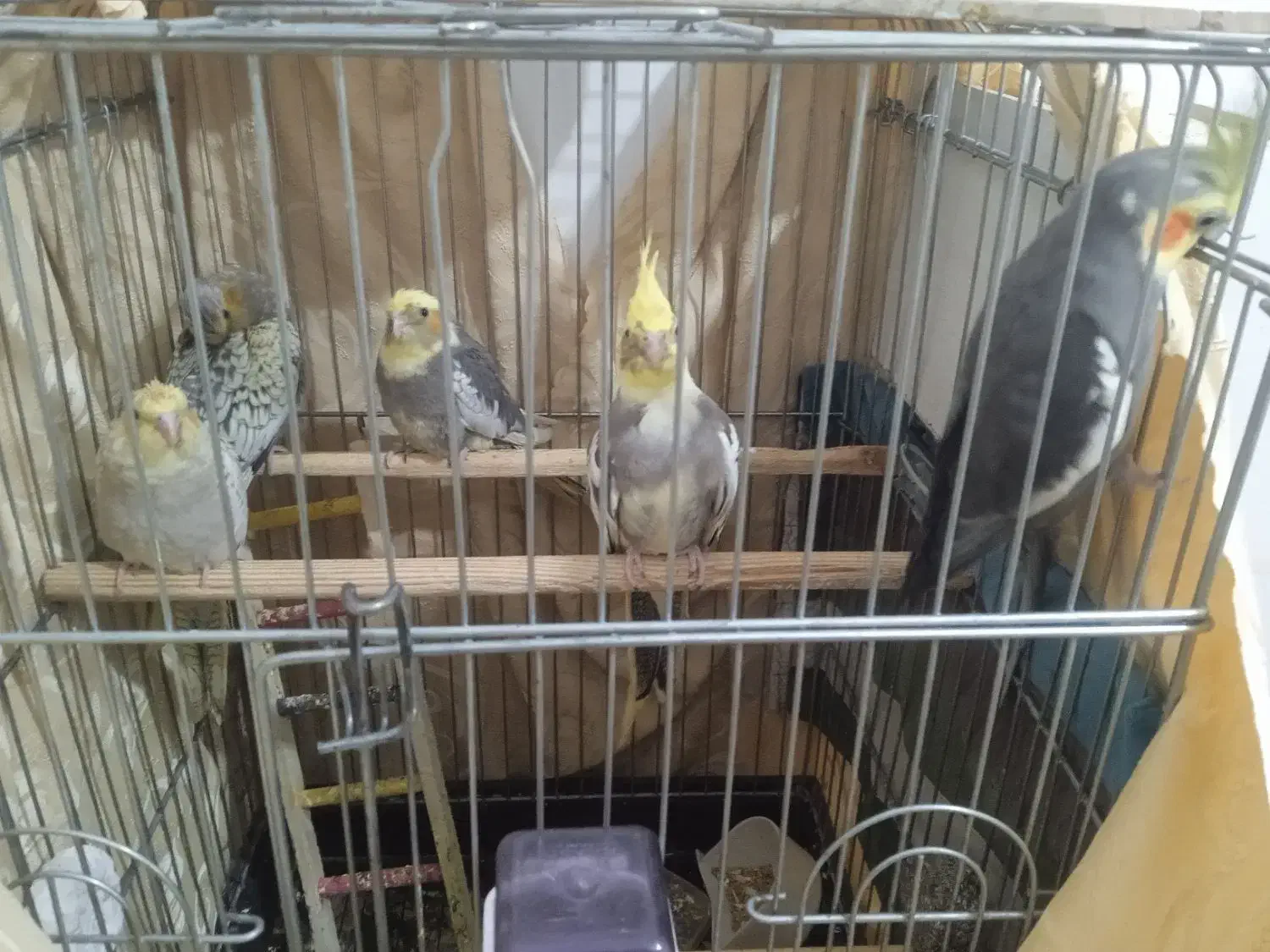 عروس هلندی سخنگو|پرنده|رباطکریم, نصیرشهر|دیوار