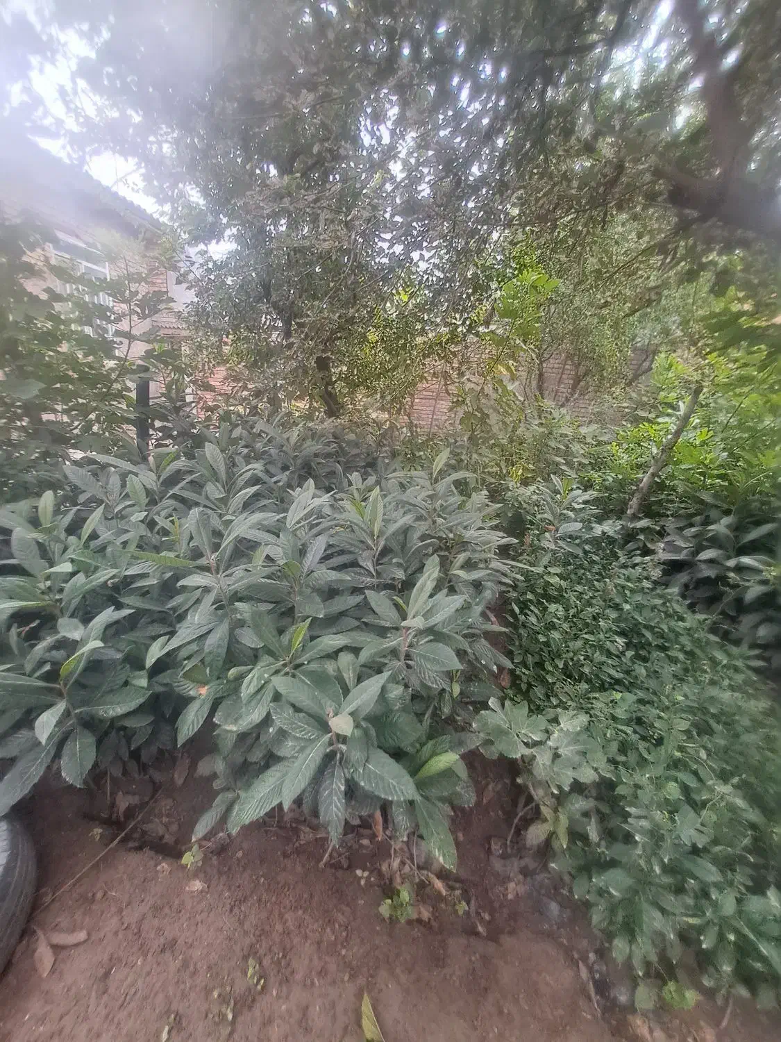 نهال گلدانی|خدمات باغبانی و درختکاری|دلند, |دیوار