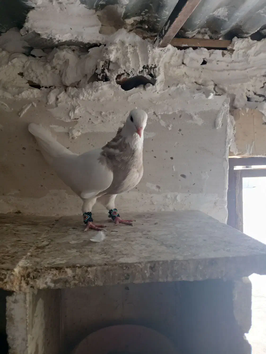 طوقی|پرنده|فردیس, شهرک ناز|دیوار