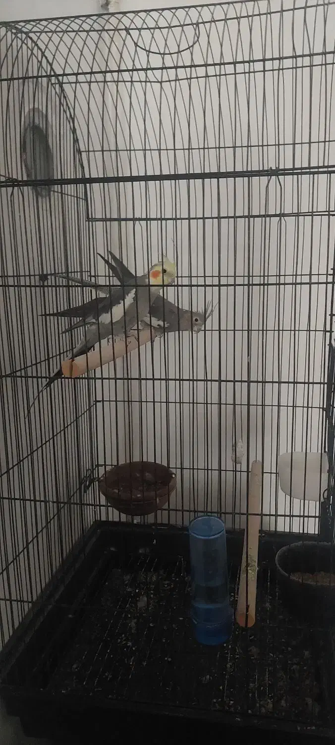 یک جفت عروس هلندی مولد|پرنده|ساوه, |دیوار