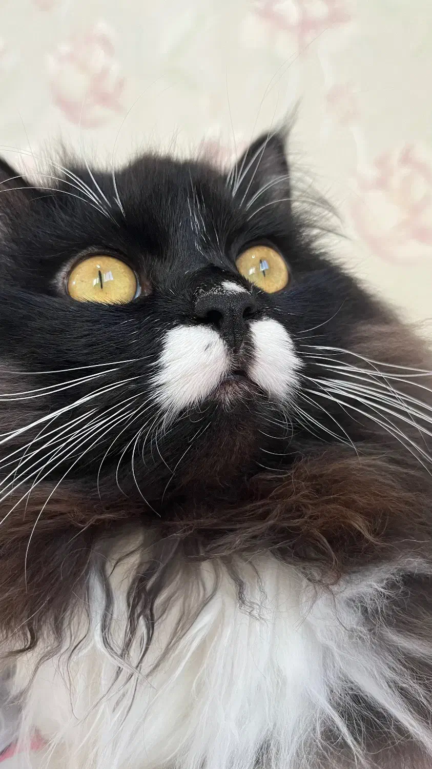 گربه پرشین نر|گربه|بابل, |دیوار